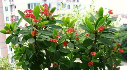 家里不要养3种花,虽然漂亮,但并不适合