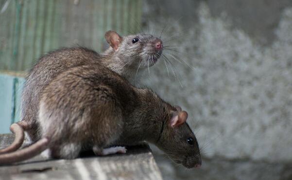 中国十大禁菜三吱儿老鼠:生吃老鼠崽,病毒