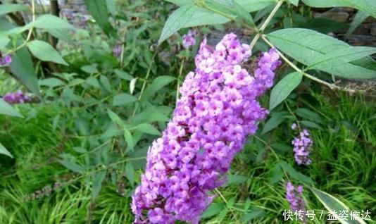 此野草能醉鱼,山上很多,已经被“禁用”,建议收藏