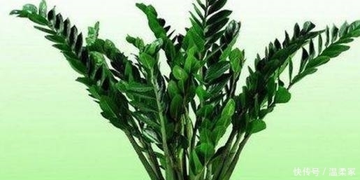 这些大吉大利的盆栽,生意人都爱摆一盆,你家里有吗