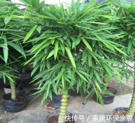 4种适合客厅养植的竹子,清秀文雅,尽显文人气息,还能清新空气
