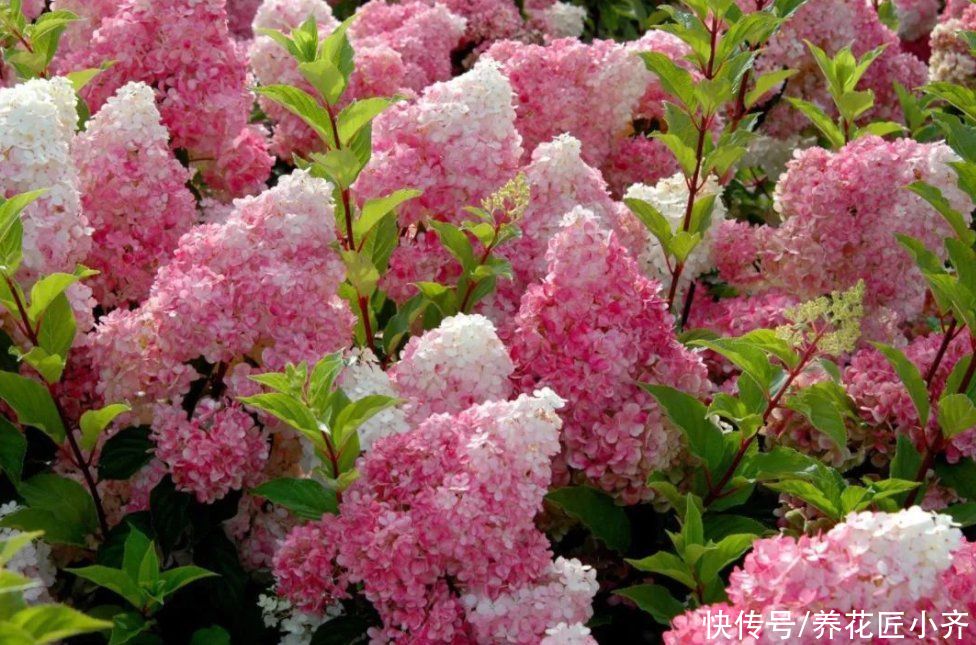 种花|北方花园必养的6种花，花大花多花期长，而且好养又耐寒