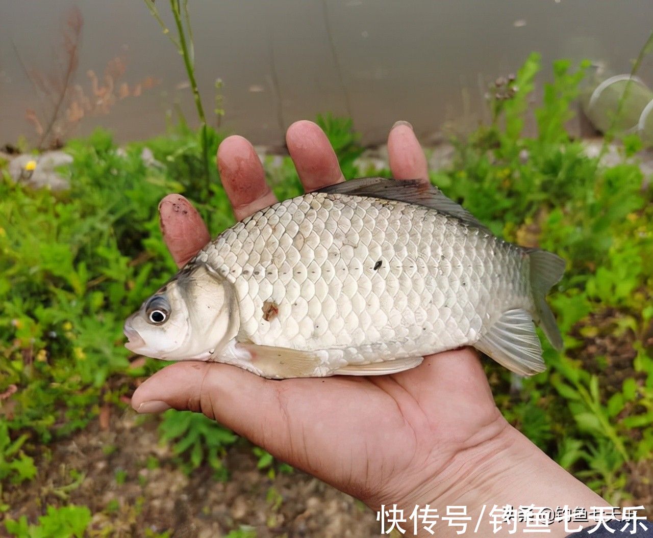 窝料|钓鱼学会“养窝”，鱼才能越聚越多！鱼窝做好了“斤鲫”自然驾到