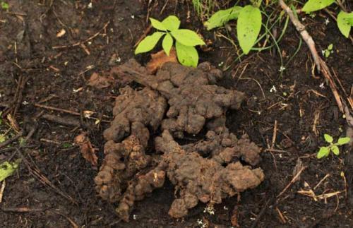 湿气|中医入门8种祛湿利水中药,除湿气,消水肿的好手,一次讲清楚