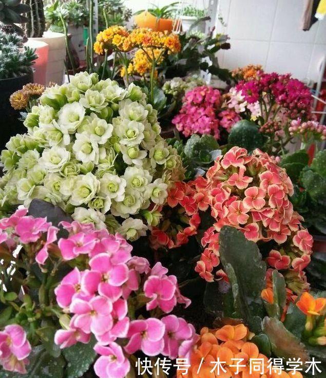 家里几款花卉，便宜又好养，花开香飘溢满屋