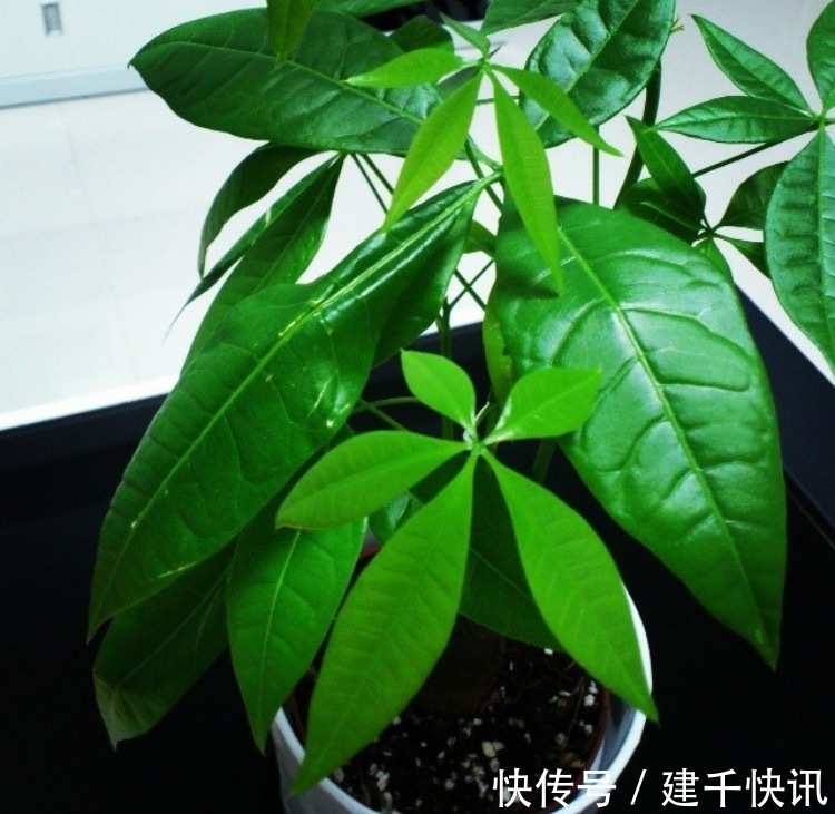 家里养6种花，把水浇得勤快了，容易烂根、黄叶，需要当心