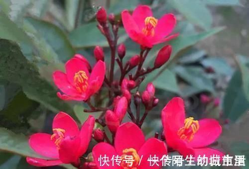 赏花|不能错过世上开花时间最长的四种花卉，一年四季天天能赏花