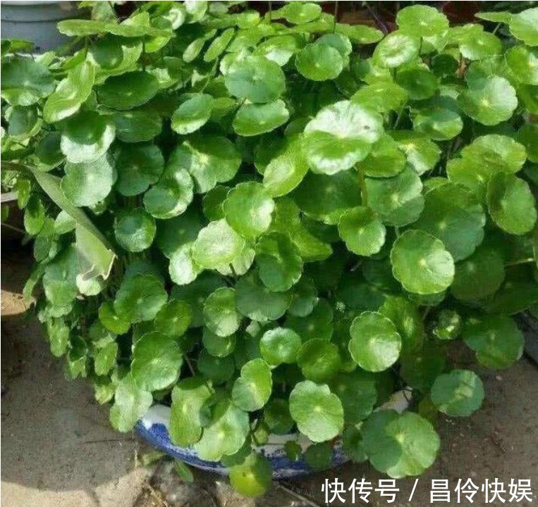 铜钱草生长“缓慢”，叶子太小用“1种水”猛浇，呼呼爆长！
