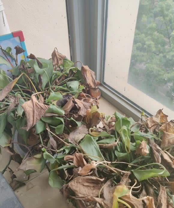 家里的这些绿植，一定晒不得，一晒就变黄，出现黄叶就死翘翘