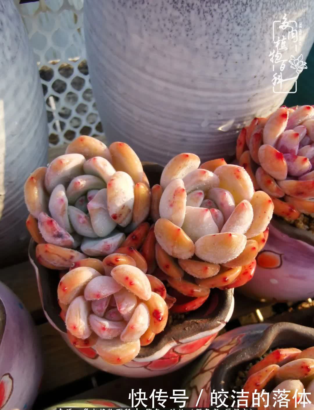 百度|我与多肉那些不得不说的故事!