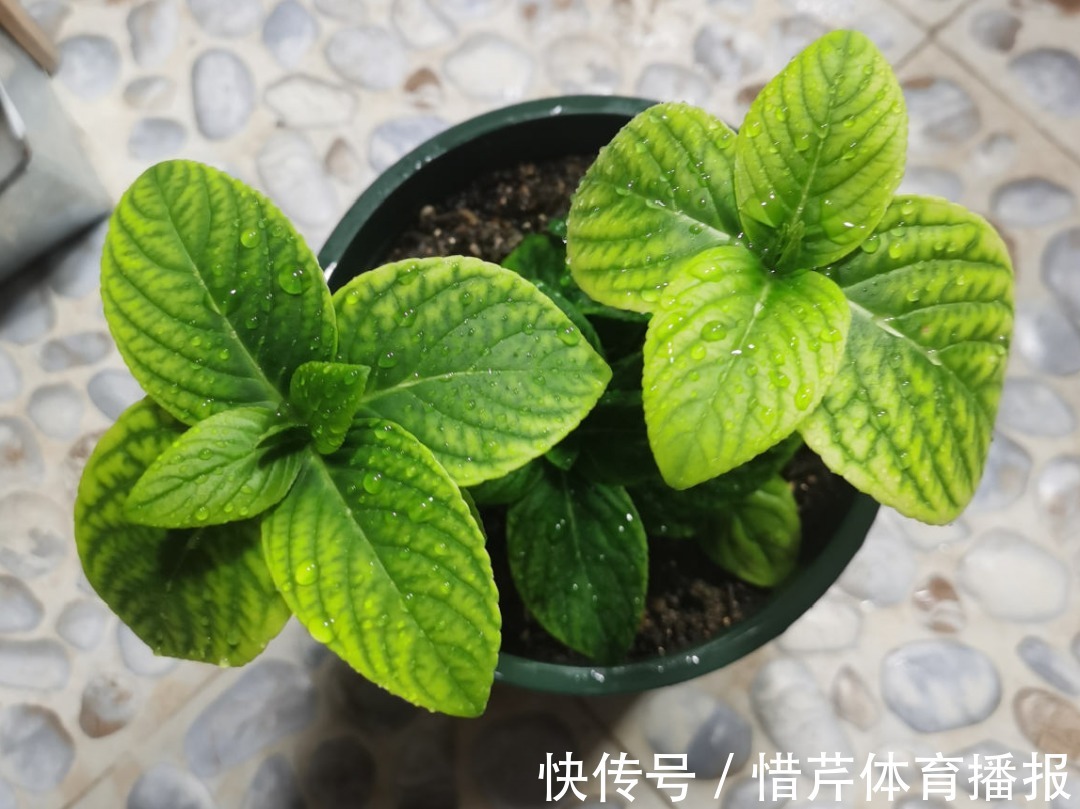 9个开花劳模,施肥不能停,不然越养越差劲