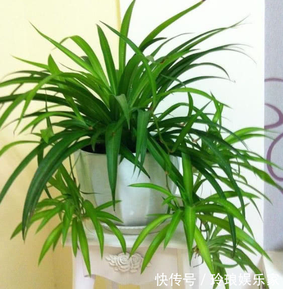 蛋壳|悄悄告诉你,养“吊兰”用3个方法,花开不断,一年长成绿瀑布!