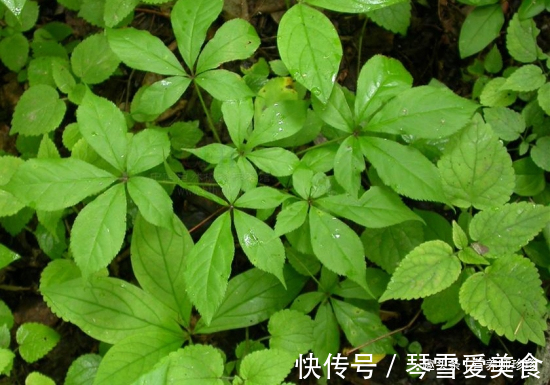 香椿芽|春天吃野菜,春芽最好吃,7种树上的春芽,好吃又营养,你可吃过