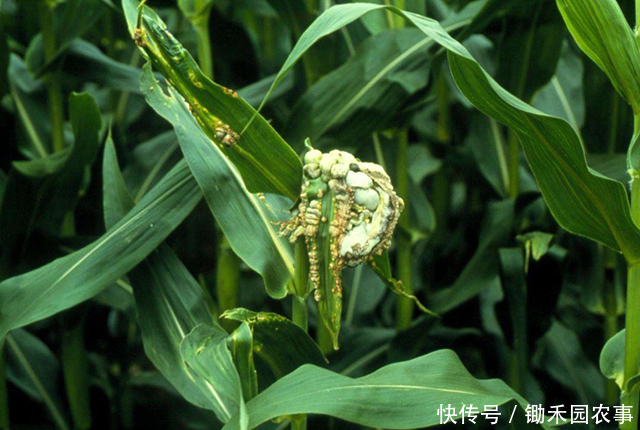 玉米棒|玉米棒上长出发霉一样的东西,别扔那是珍贵的天然黑松露