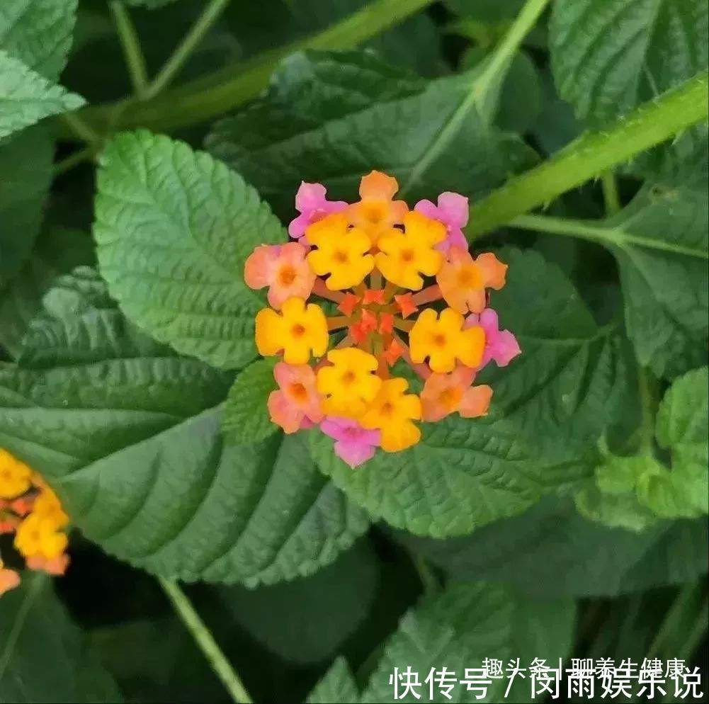 五色梅|一种野外常见的草药，内服外用皆是良药，7种妙用能治身体7大病症