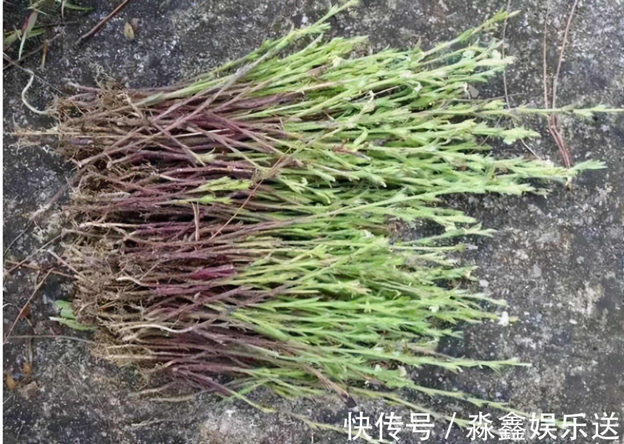 独脚|农村有一“野草”,专挑坟头生长,晒干后用来卖,价值胜过黄金