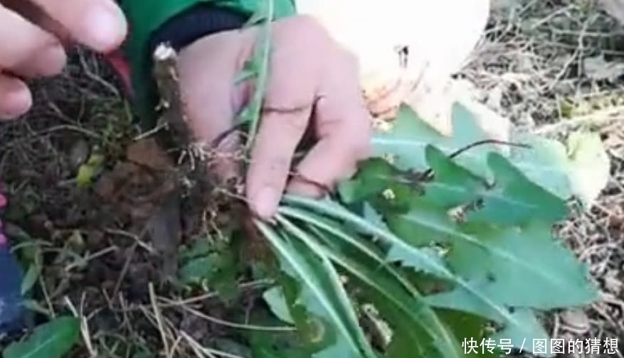 蒲公草|农村这植物被称为“草药皇后”根茎极为珍贵,外面一斤20元