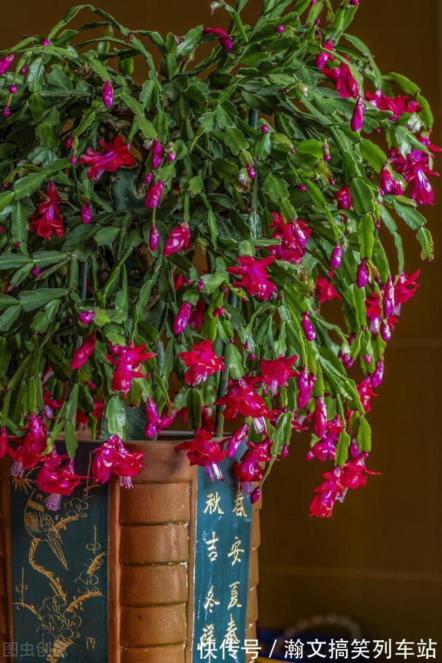 蟹爪兰别放3处养,花量打折扣,学会换位置,收获不一样