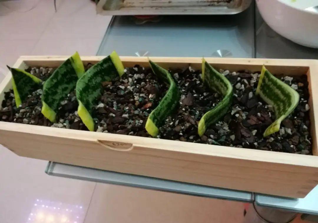 这几种花，要是秋天不扦插，错过就等1年