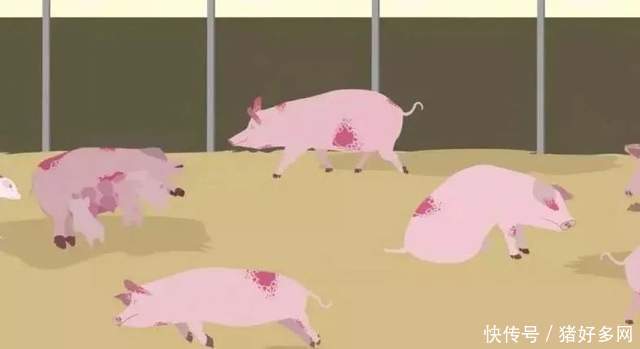 猪病防治: 探索现代养殖中的关键挑战与解决方案