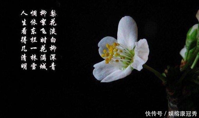 古今|苏轼这首描写梨花的诗, 堪称古今一绝, 百读不厌!