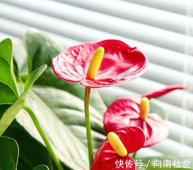 观赏性|4种花摆放在家中,不仅能净化空气,最重要的是能旺财
