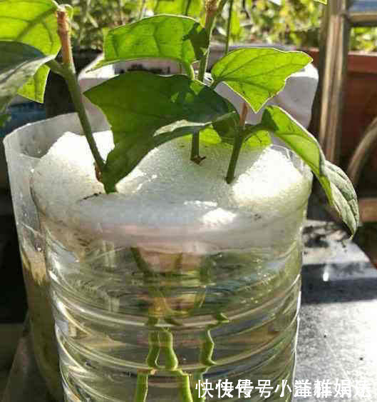 塑料瓶|家里常丢掉的“垃圾”，秒变“扦插利器”，大白根嗖嗖冒，忒好活