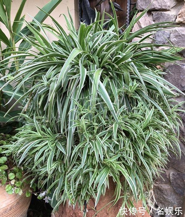 8种花现在赶紧剪,剃光头撸光叶,越狠越爆盆