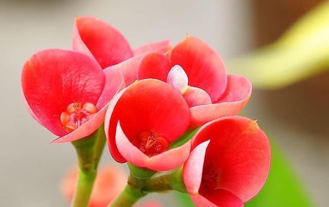 一种四季花适合懒人养,十天半个月不浇水,还能冒花苞