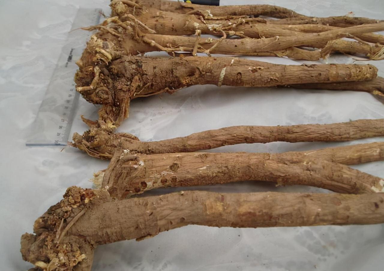 药店|农村一种野草,山上常见,看到别忽视,古人当它救命仙草