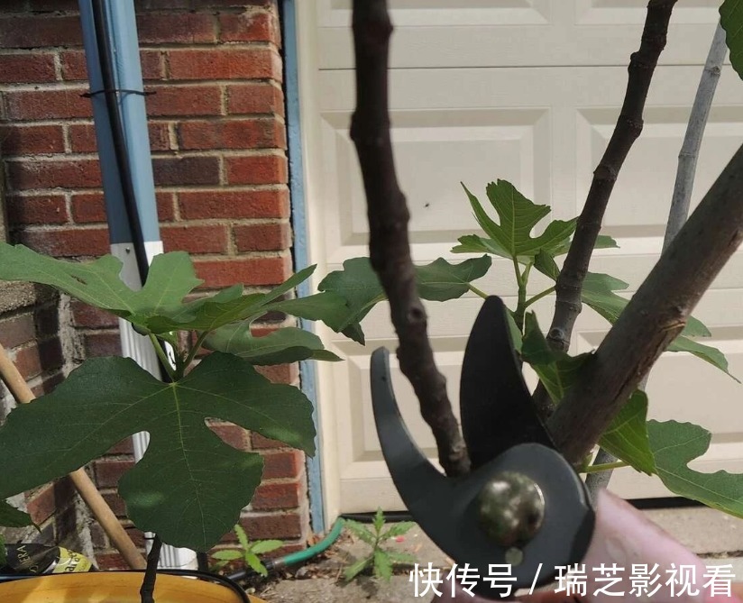 阳台养花过时了，盆栽这2款果树，赏花有果子吃，真令人羡慕