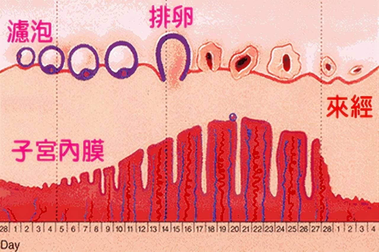 痛经|如何判断自己的生育能力?看月经情况能知道,你的生育能力如何?
