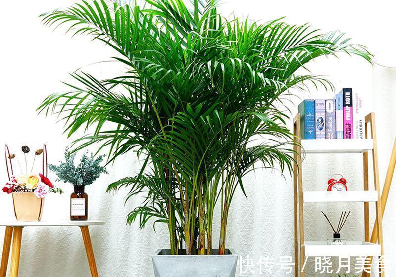 7种大型花,建议在客厅养一盆,吸废气制氧气,还有旺家的好寓意