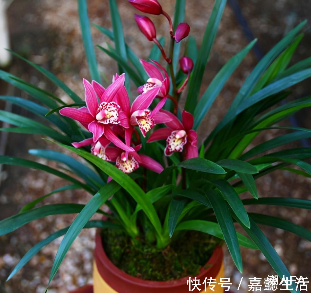 别养一季花了 此兰一年能开好几次 兰香浓郁 点亮你的阳台 粉紫色