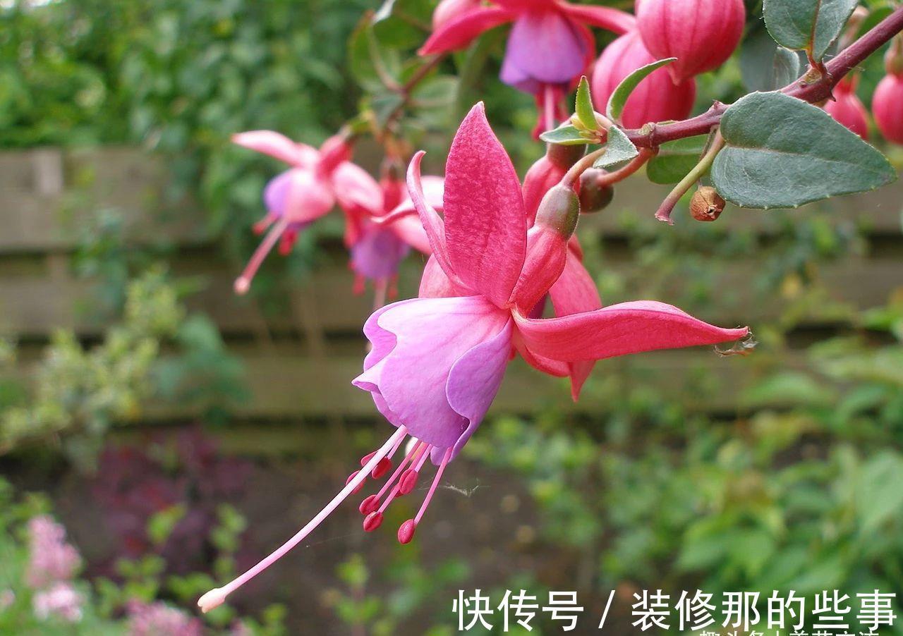 倒挂金钟|刚买的倒挂金钟盆栽如何服盆,怎么才能让它安全度夏?