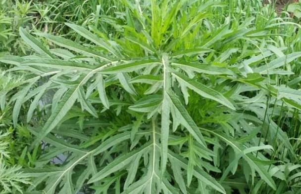 野菜|乡下一种草,长得比人高,价值珍贵,还是民间“降压良药”