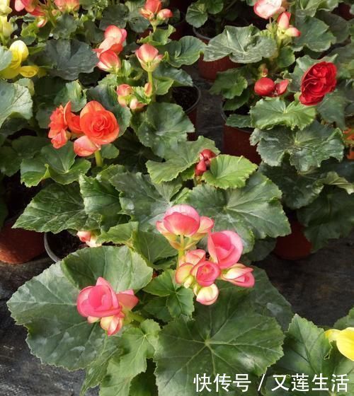 这3种花碰上雨天要搬回家,一淋雨就烂根,再次复花不容易