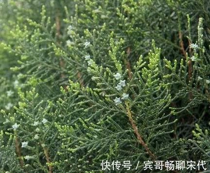 野生|经常掉头发莫慌!不妨用此物煮水洗头发,乌发生发远离脱发烦恼