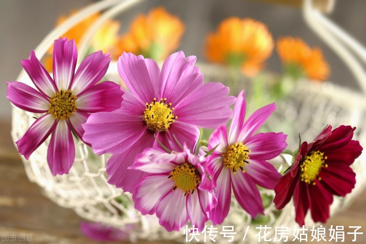 木犀草|在一起会“打架”的花，不是你死我活，就是两败俱伤，需要分开养