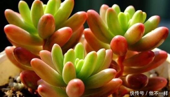 多肉植物|新手养花不如养一盆“虹之玉”,红颜知己,心心相通