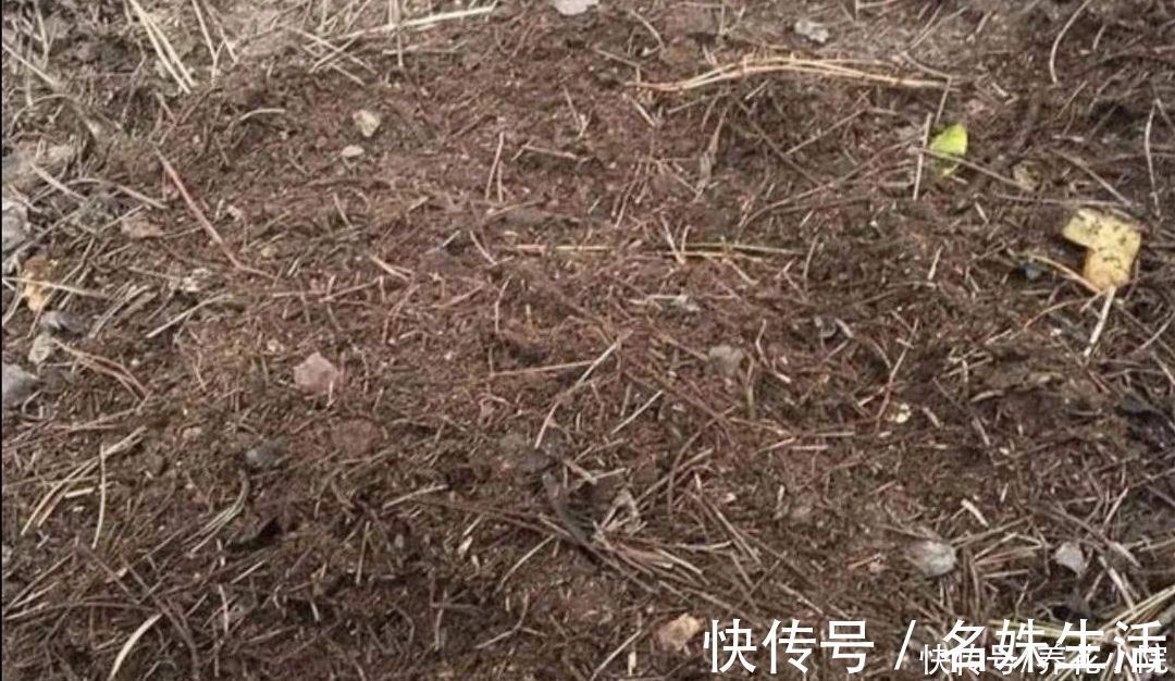 养君子兰,用3种“花土”,植株长得旺,叶子宽厚