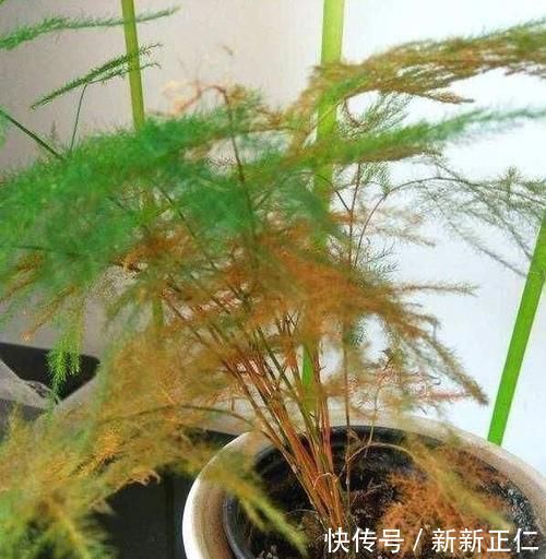 养花常浇1种水,不用年年换盆,土壤松软,10年不黄叶!