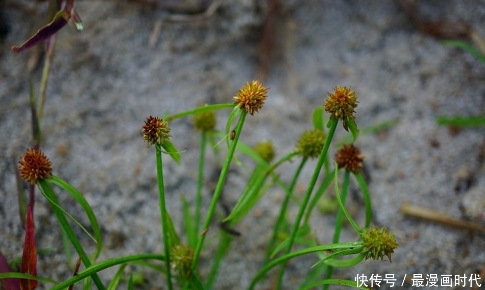  害草|水田里一大害草，名字挺吓人，却是民间治病良药，人称“水蜈蚣”