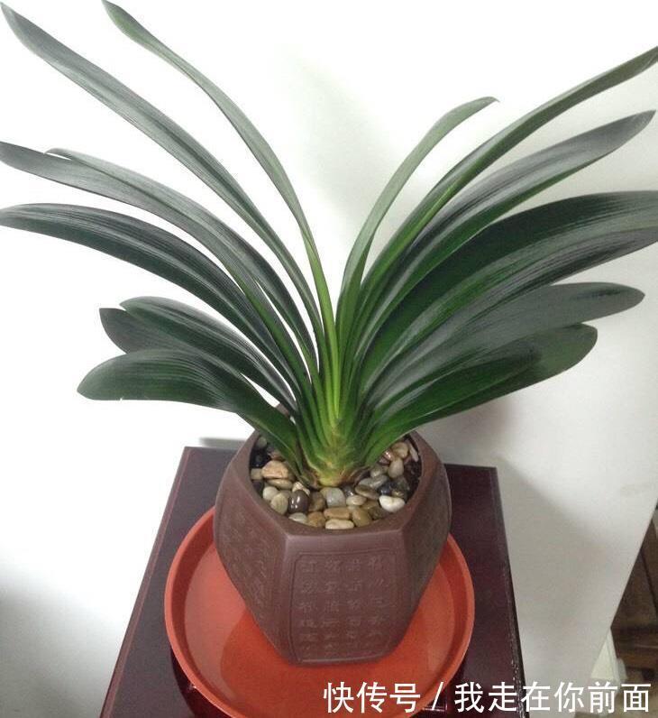 君子兰还不开花,怎么办用1招,顺利长出14片叶,开花爆盆