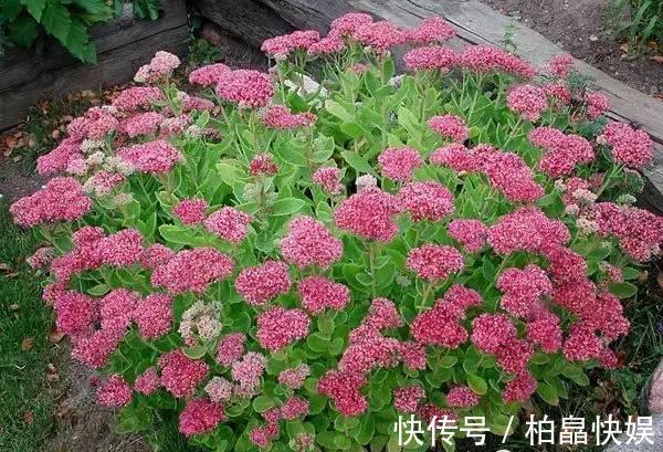 石头缝里的“野多肉”,看到挖几棵,种盆里,能长一大片,美死了