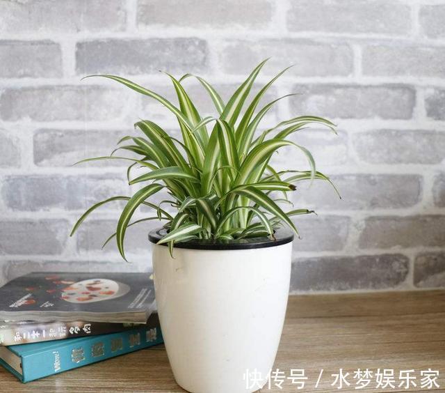 匍匐茎|5种花丢水里就活，每周加点水，简简单单轻松爆盆！
