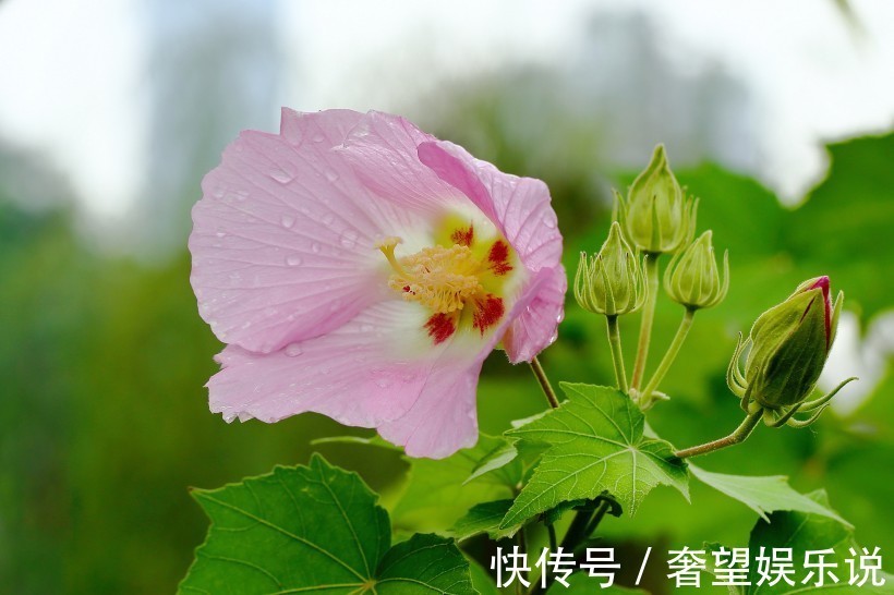 生肖鸡|“婚后幸福”的三生肖，丈夫浪漫又上进，生活越来越好