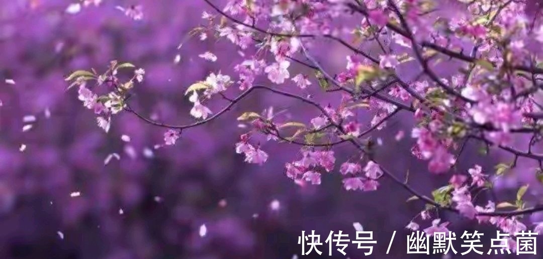 虞美人 雨后同干誉才卿置酒来禽花下作@八句话,四幅画,叶梦得的一首小词,昂扬向上,充满青春的气息