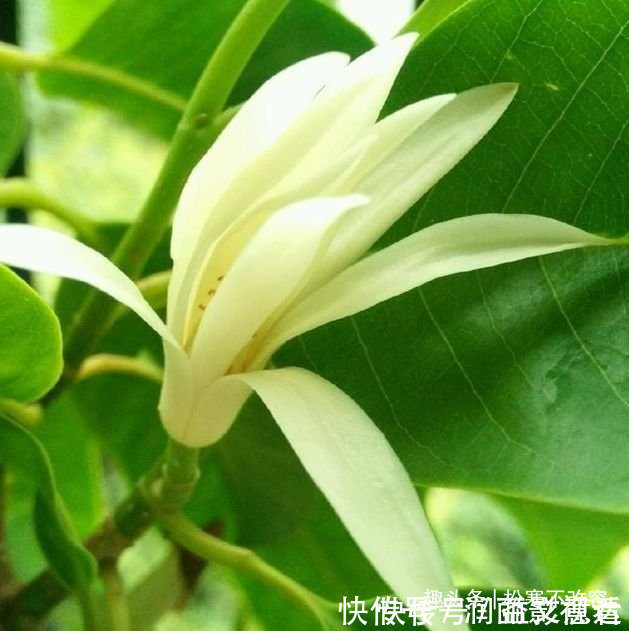 白兰花|开花最香的几种花，家里养一盆，花开不断，还能旺财！