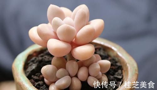 养多肉艾伦,掌握2个笨办法,长得粉粉嫩嫩,人人见了都夸美